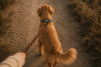 Dark Gray Dog Collar