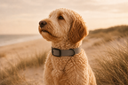Dark Gray Dog Collar