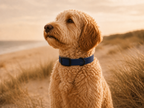 Navy Blue Dog Collar