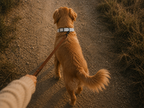 Light Gray Dog Collar