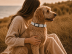 Light Gray Dog Collar