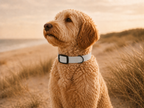Light Gray Dog Collar