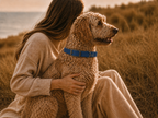 Blue Dog Collar
