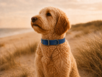 Blue Dog Collar