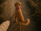 Pink Ribbon Dog Collar